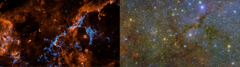 Spherex cygnus